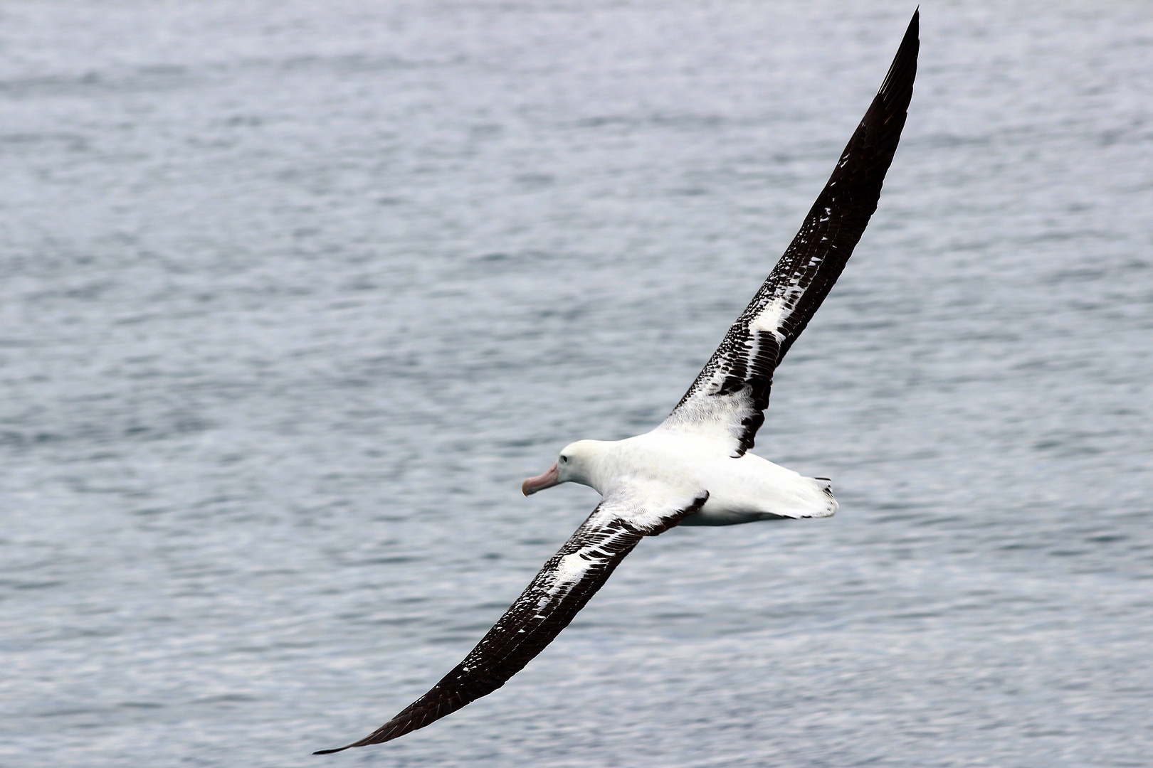 Albatross vor Neuseeland