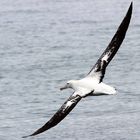 Albatross vor Neuseeland