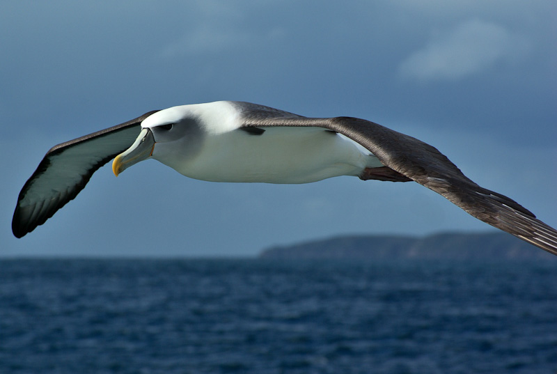 Albatross vor Ulva Island - Neuseeland