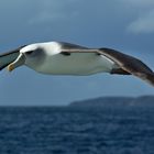 Albatross vor Ulva Island - Neuseeland
