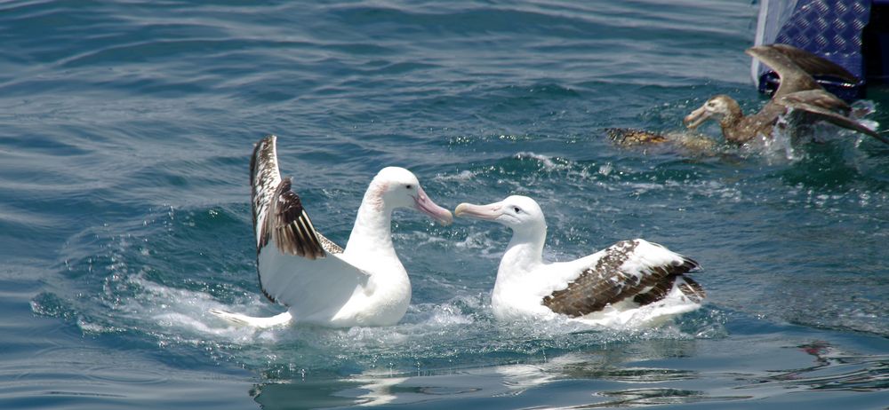 Albatrosse