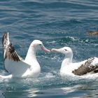 Albatrosse