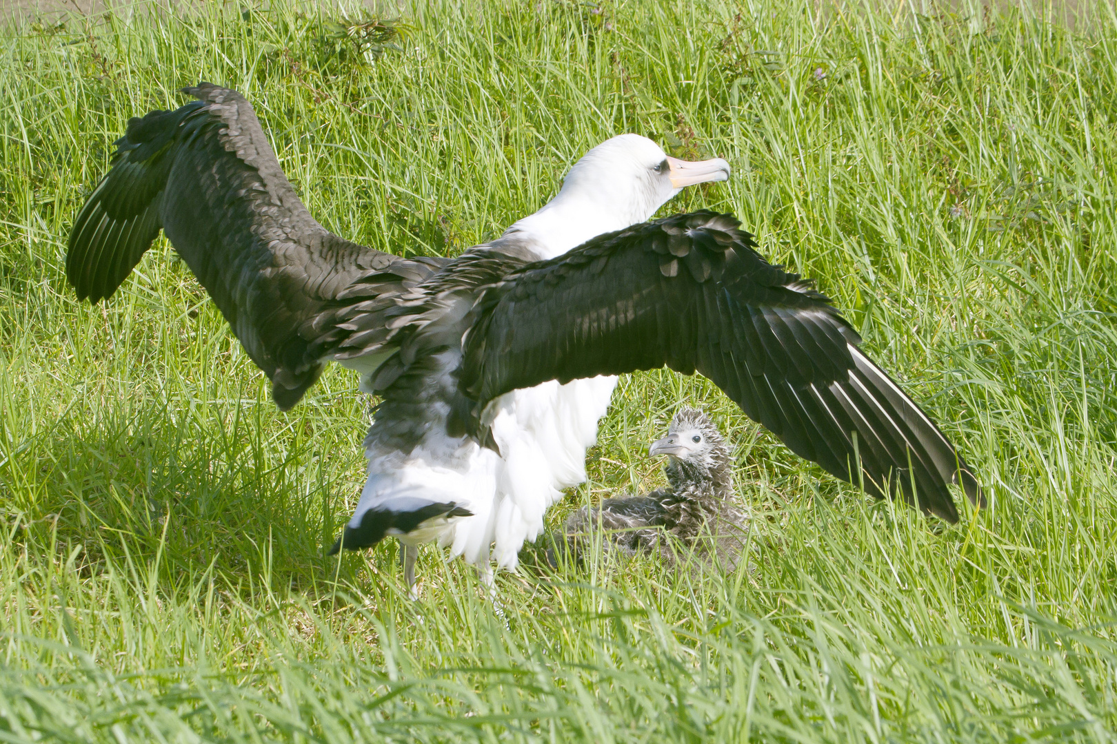 Albatrosse - 2 Generationen