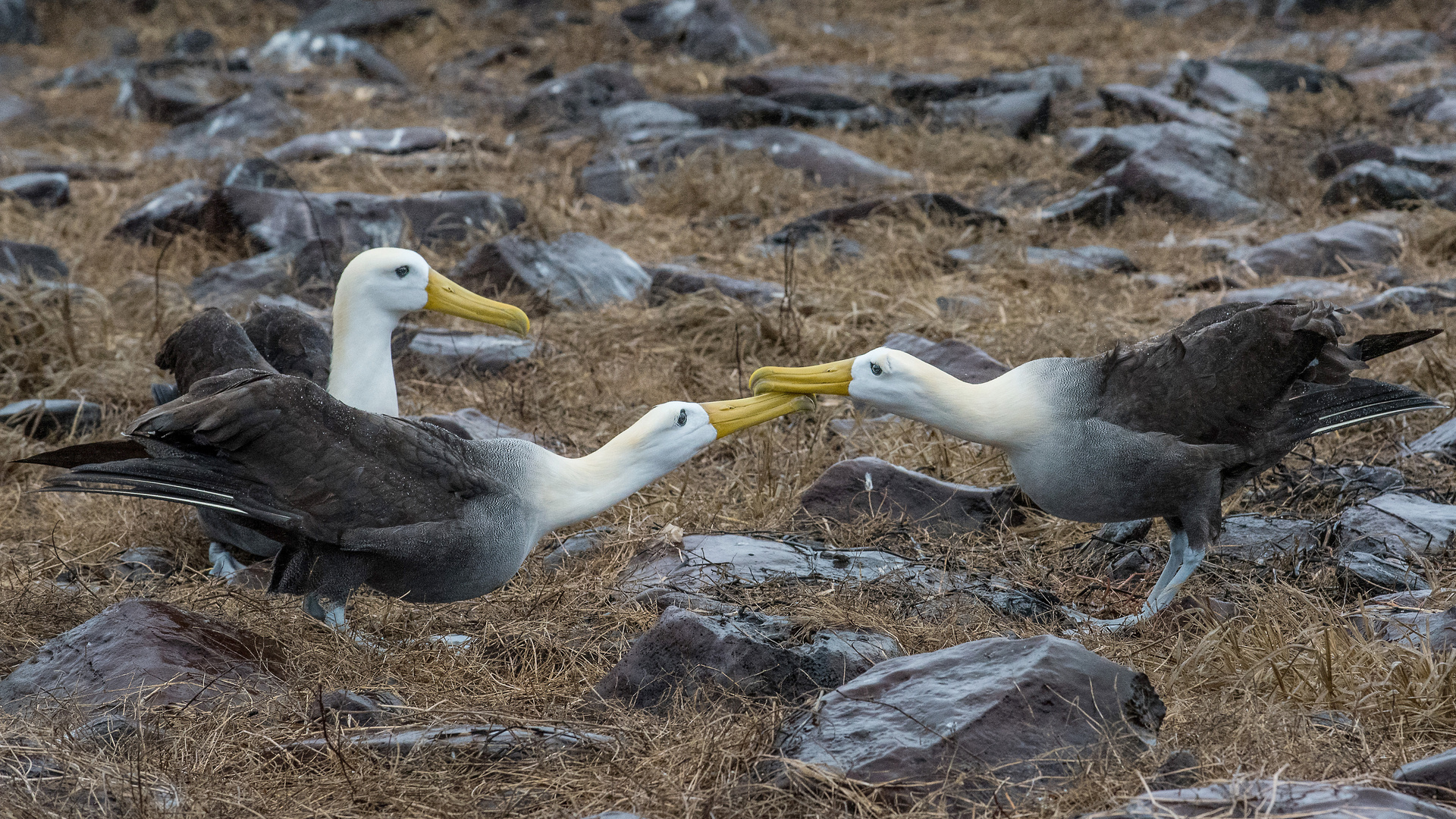 Albatrosse bei der Balz