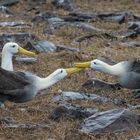 Albatrosse bei der Balz