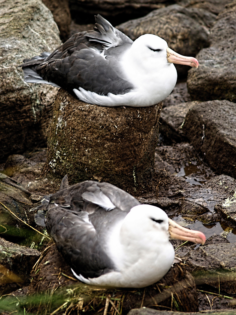 Albatrosse bei der Brut