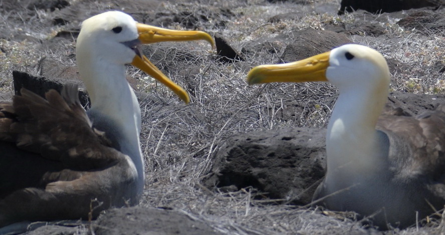 Albatrosse beim Paarungsritual auf Espaniola Galapagos