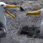 Albatrosse beim Paarungsritual auf Espaniola Galapagos