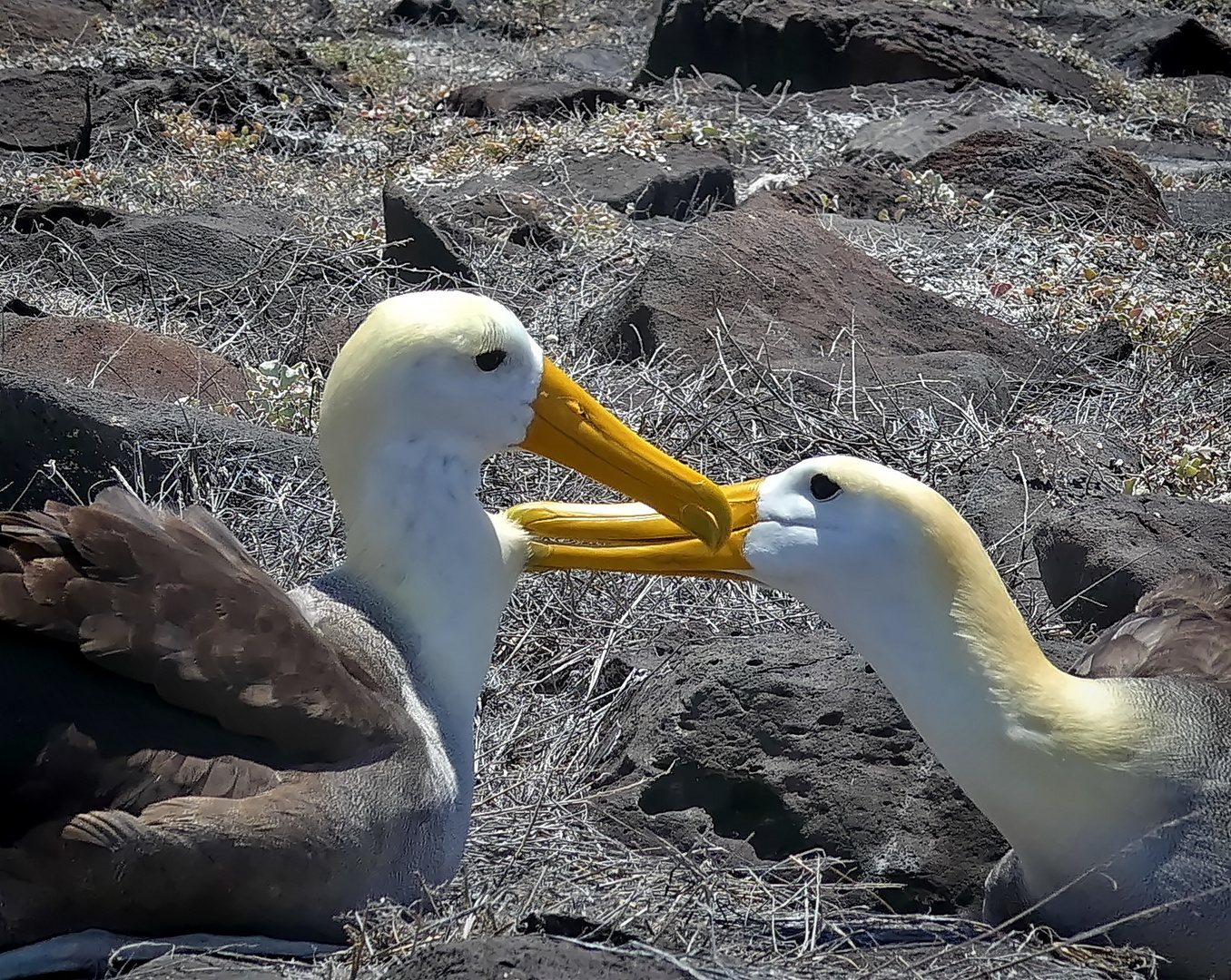 Albatrosse beim Paarungsritual auf Espaniola Galapagos