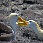 Albatrosse beim Paarungsritual auf Espaniola Galapagos