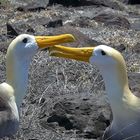 Albatrosse beim Paarungsritual auf Espaniola Galapagos