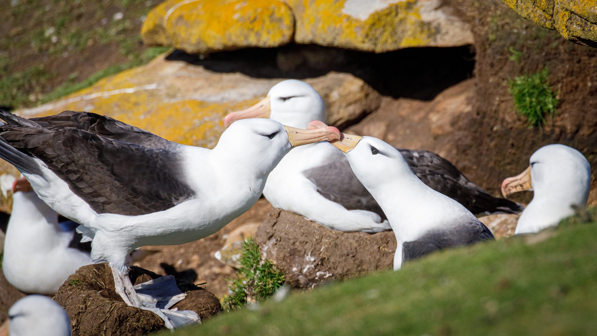 Albatrosse beim Schnäbeln