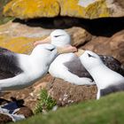 Albatrosse beim Schnäbeln