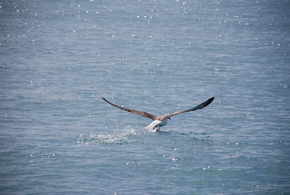 Albatrosse