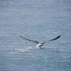 Albatrosse