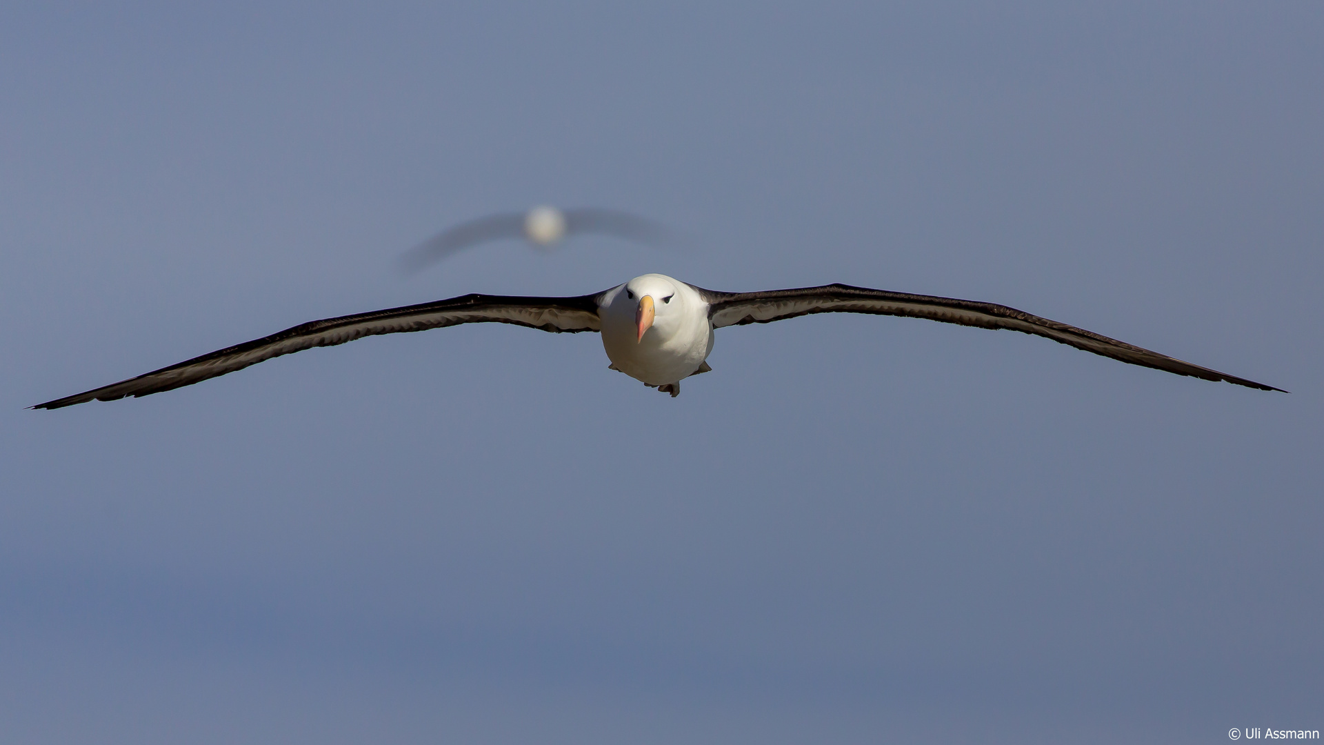 Albatrosse im Anflug