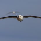 Albatrosse im Anflug