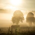 Albbüffel-Weide im Sonnenaufgang