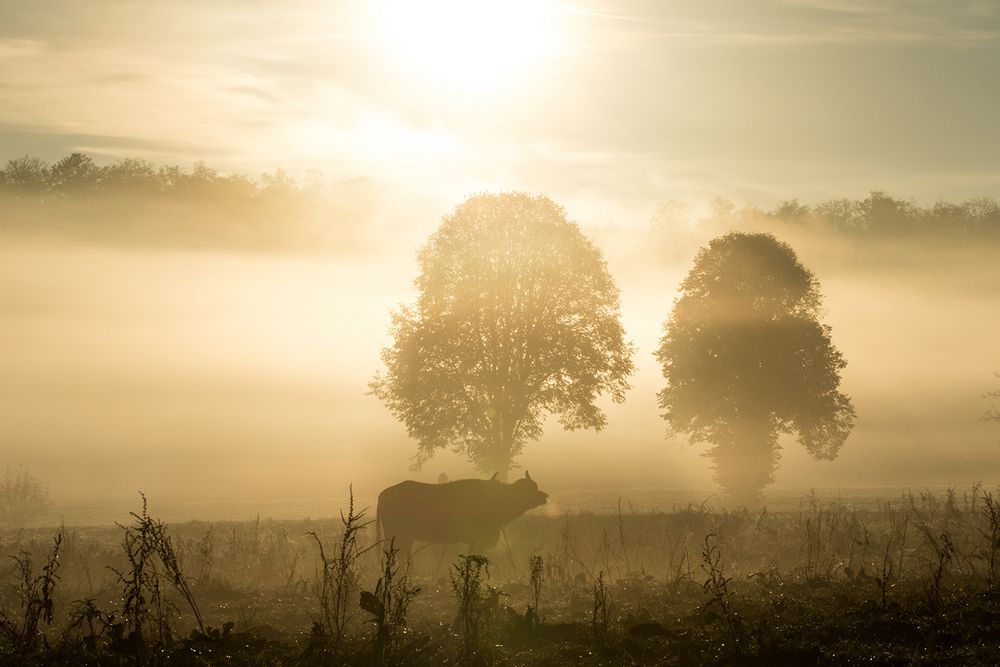 Albbüffel-Weide im Sonnenaufgang