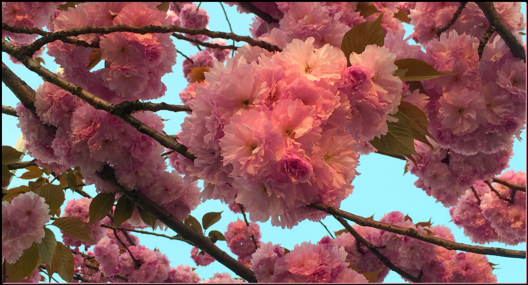 Alberello Rosa...