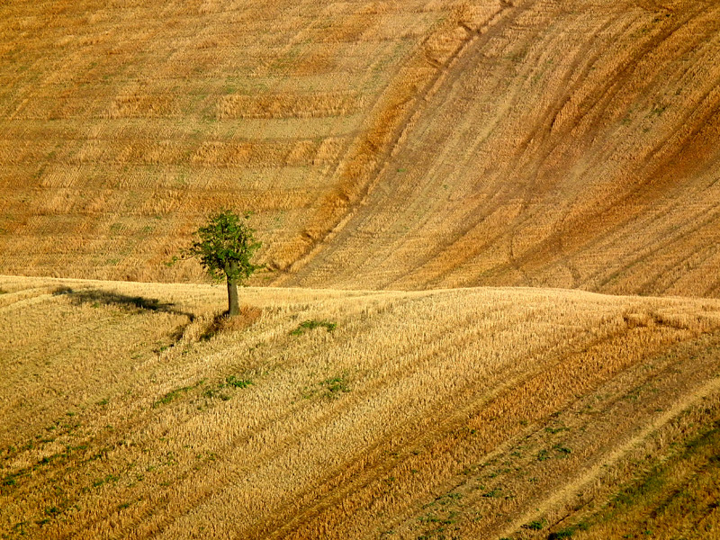 alberello solitario