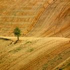 alberello solitario