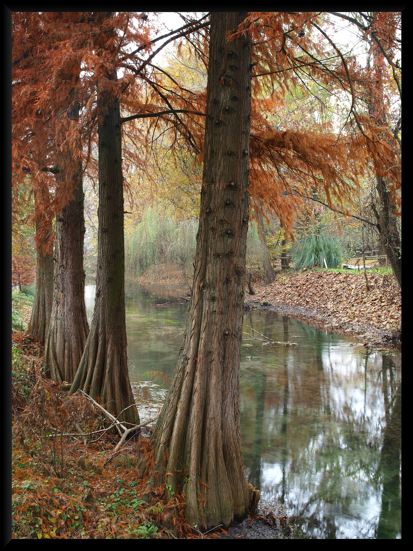 Alberi