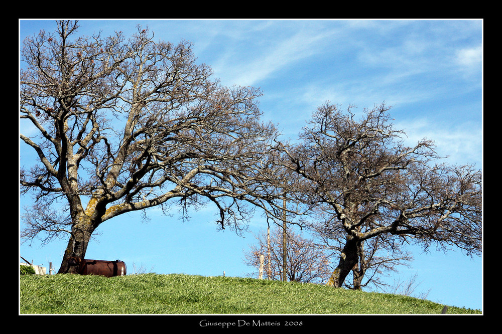 ALBERI