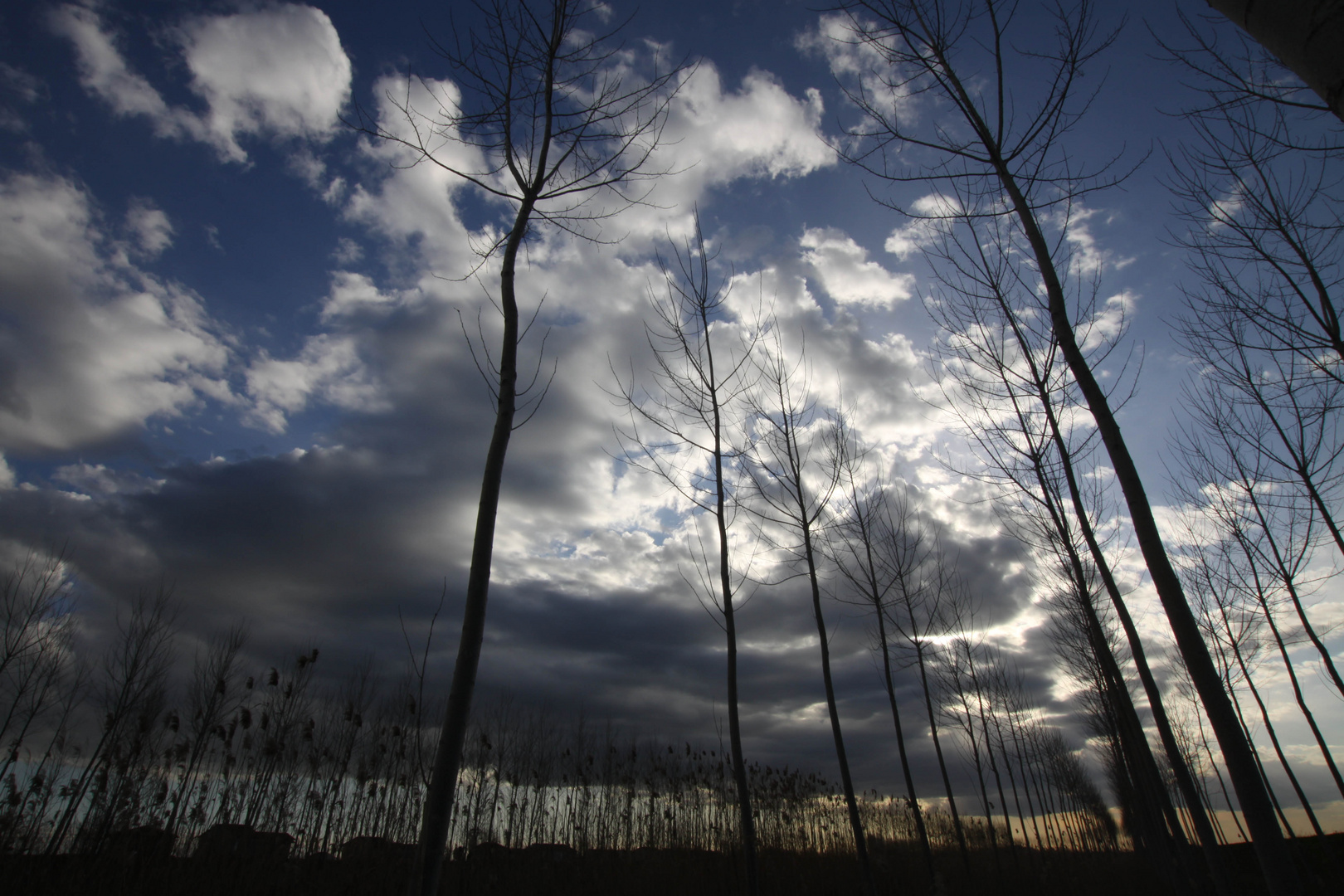 ALBERI A CAMPOTTO