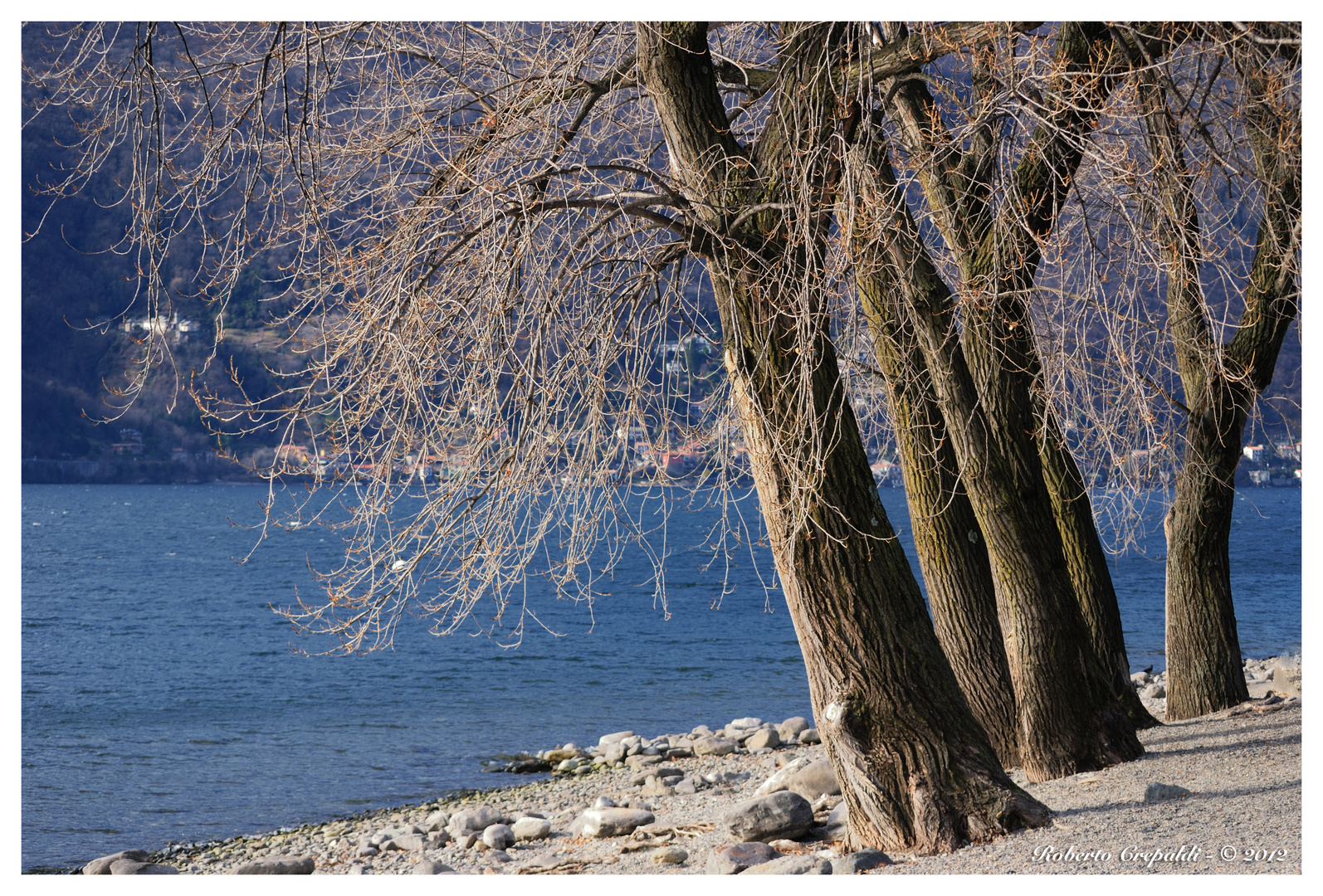 Alberi a Maccagno