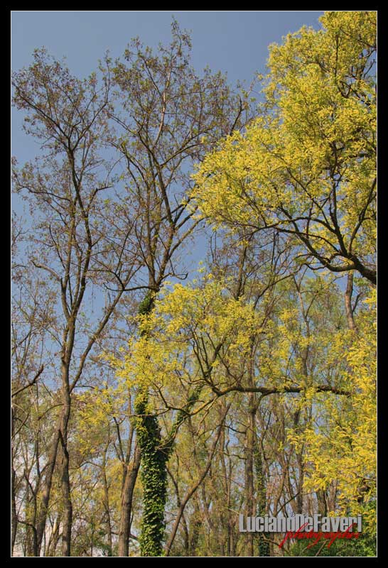 Alberi a primavera