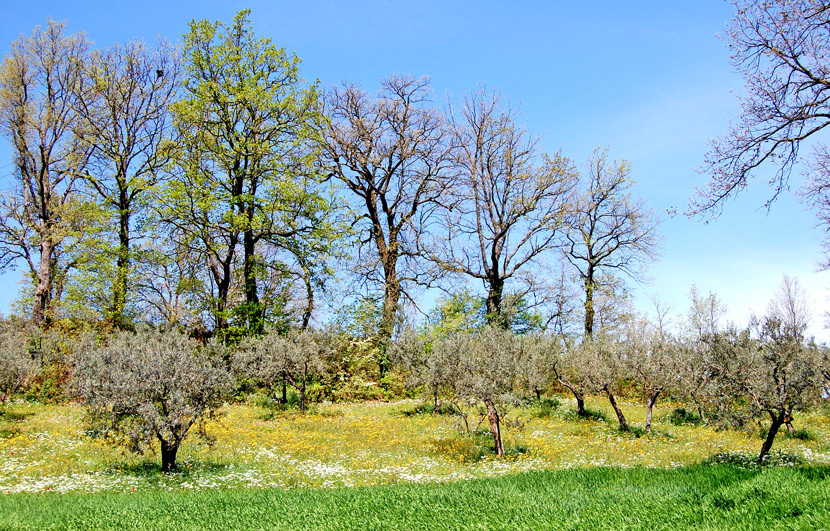 Alberi a Primavera