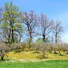 Alberi a Primavera