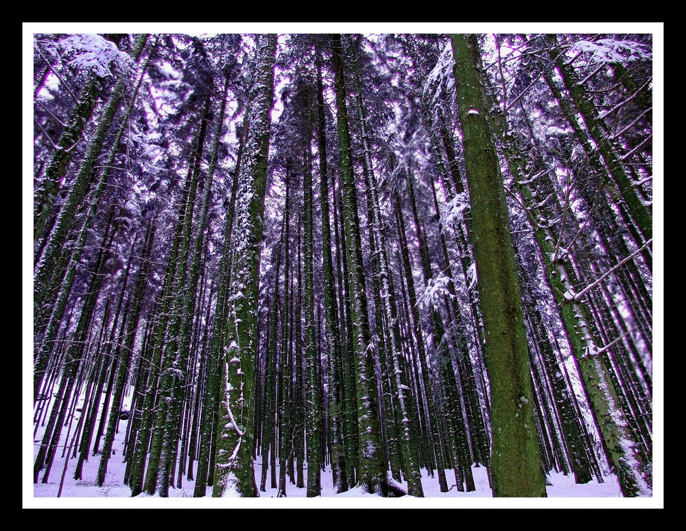 ALBERI a VALLOMBROSA