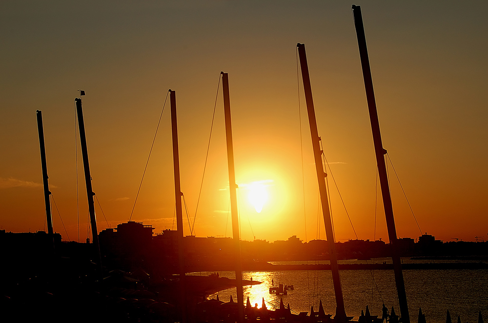 Alberi al tramonto