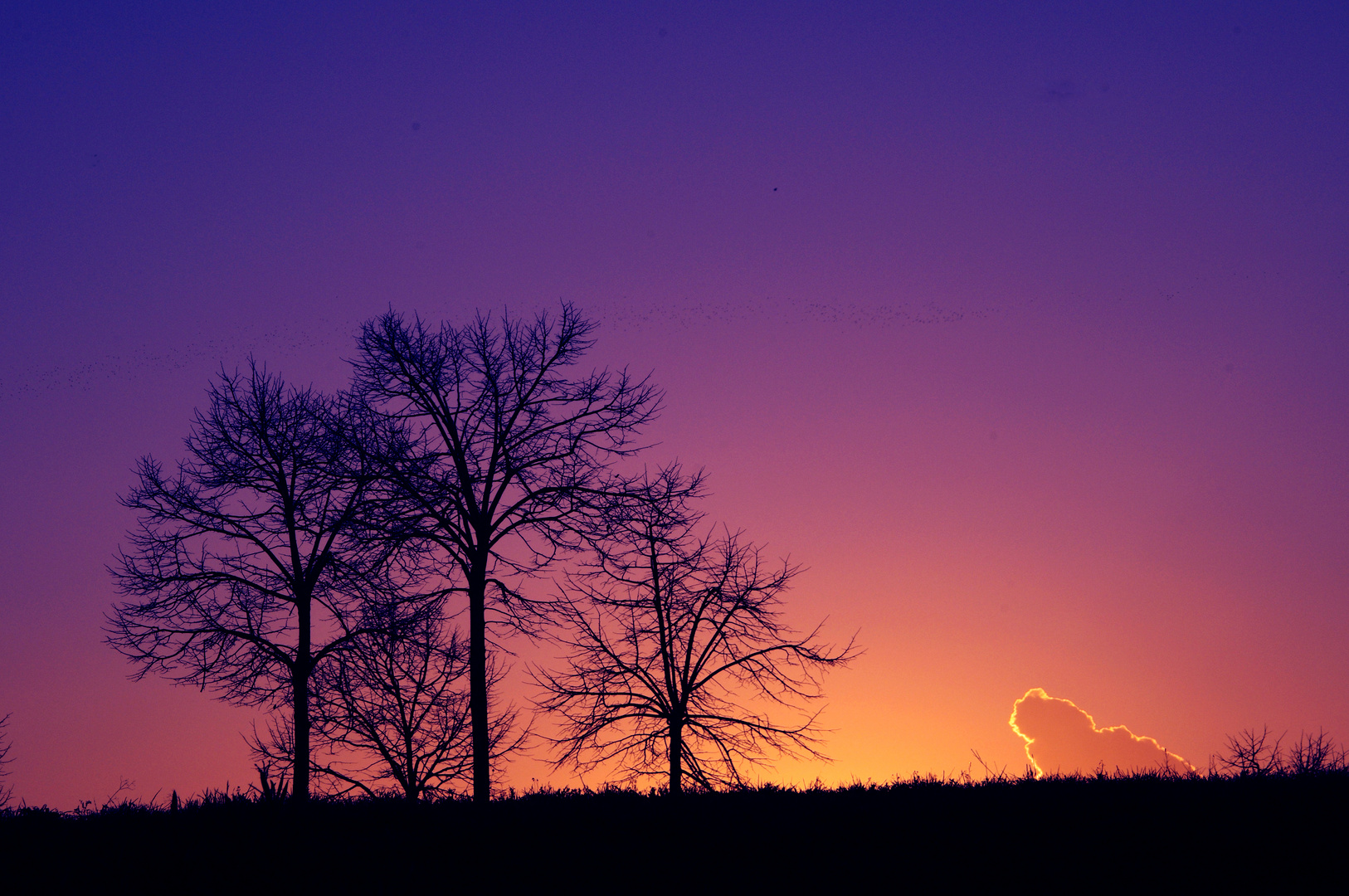 alberi al tramonto