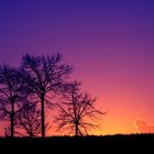 alberi al tramonto