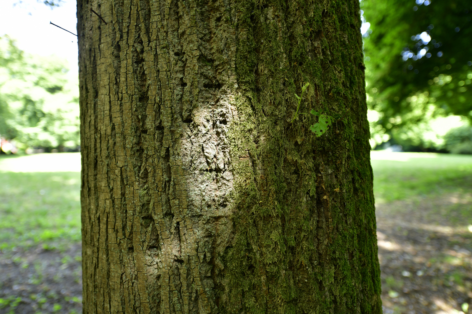 alberi che vogliono parlarti