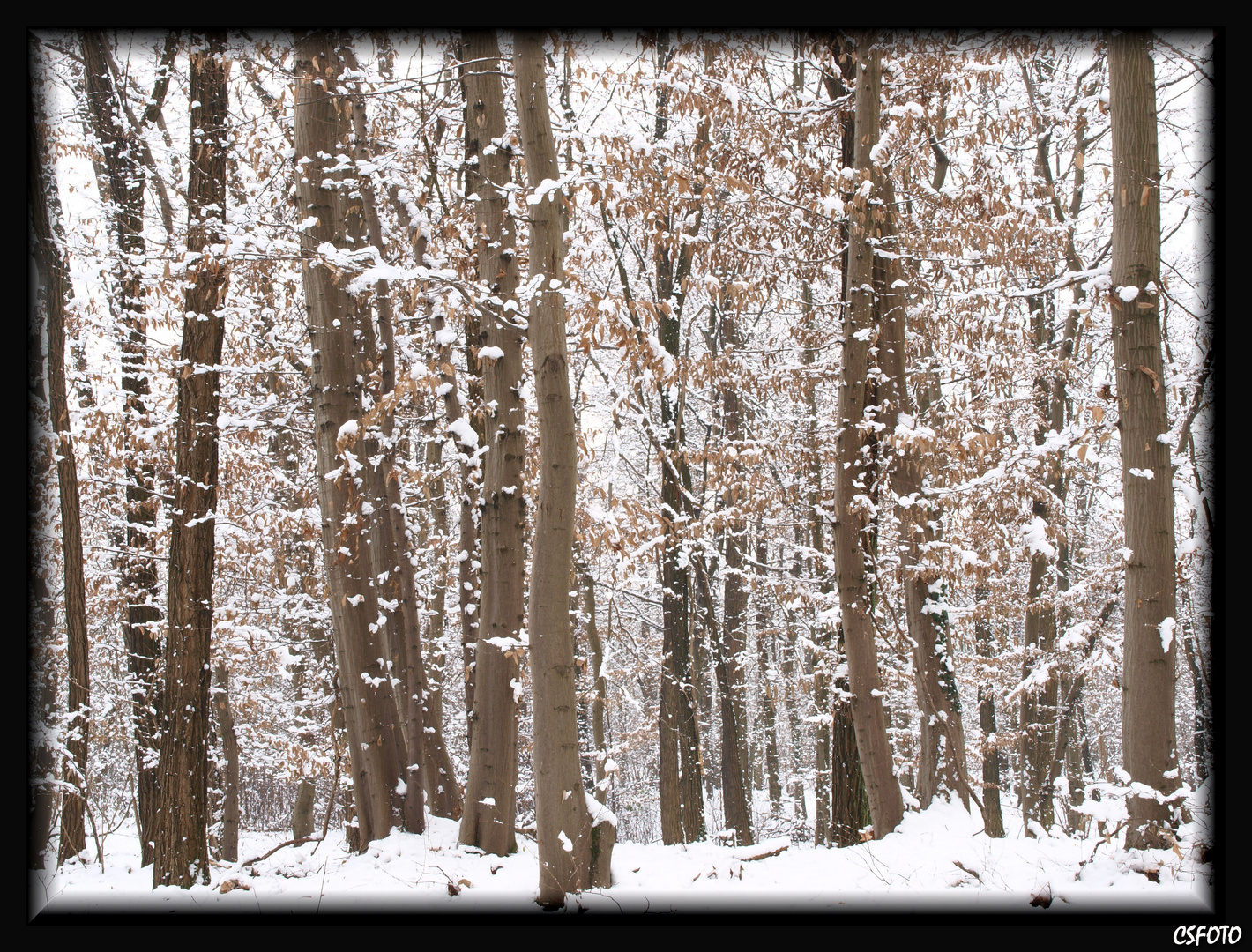 Alberi con neve