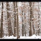 Alberi con neve