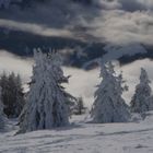 Alberi danzanti di neve