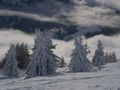 Alberi danzanti di neve di Costanza 