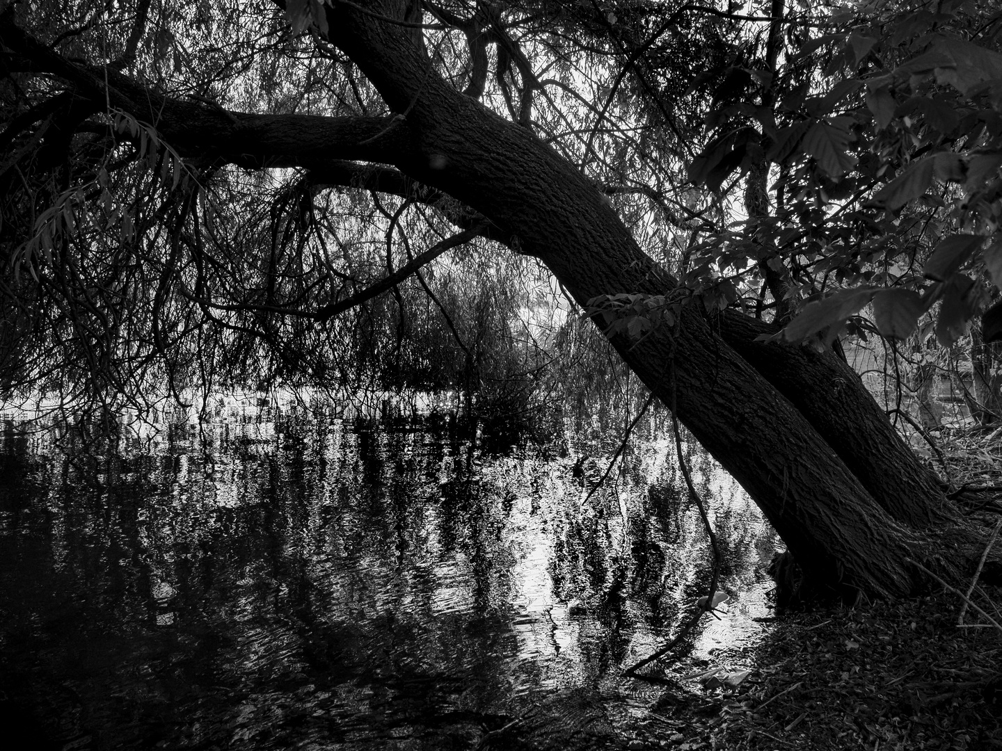 Alberi del lungolago