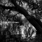 Alberi del lungolago