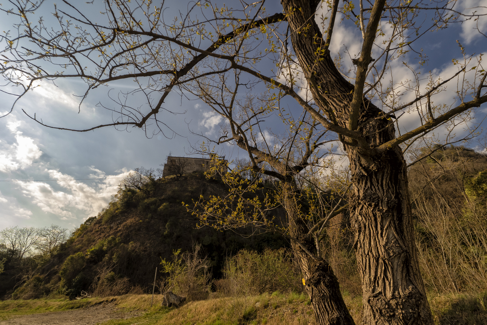 Alberi del parcheggio