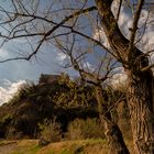 Alberi del parcheggio