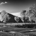 Alberi del Parco Giona