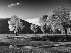 Alberi del Parco Giona