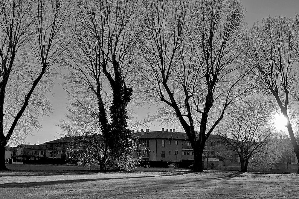 Alberi di casa mia