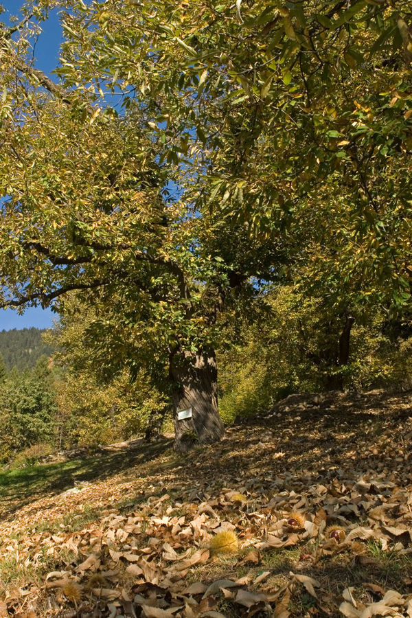 Alberi di castagne a Sait, Laives BZ